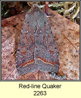 Red-line Quaker, Agrochola lota