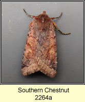Southern Chestnut, Agrochola haematidea