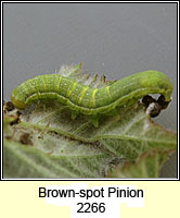 Brown-spot Pinion,  Agrochola litura