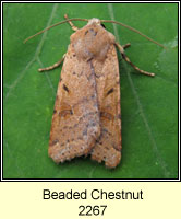 Beaded Chestnut, Agrochola lychnidis