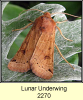 Lunar Underwing, Omphaloscelis lunosa
