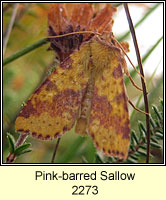 Pink-barred Sallow, Xanthia togata