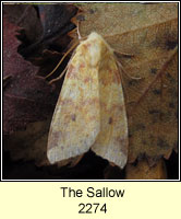 The Sallow, Xanthia icteritia