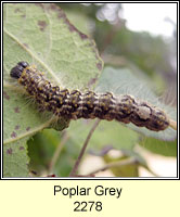 Poplar Grey, Acronicta megacephala