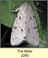 Miller, Acronicta leporina