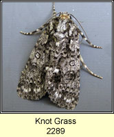 Knot Grass, Acronicta rumicis
