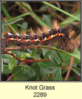 Knot Grass, Acronicta rumicis