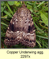 Copper Underwing agg, Amphipyra