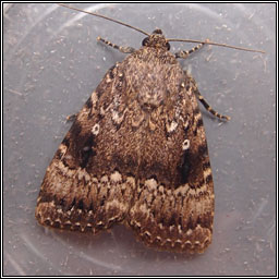 Copper Underwing agg, Amphipyra agg