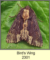 Bird's Wing, Dypterygia scabriuscula