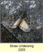 Straw Underwing, Thalpophila matura