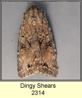 Dingy Shears, Apterogenum ypsillon