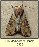 Clouded-bordered Brindle, Apamea crenata