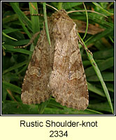 Rustic Shoulder-knot, Apamea sordens