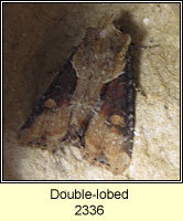 Double-lobed, Apamea ophiogramma