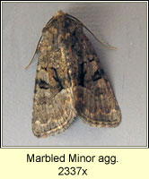 Marbled Minor agg, Oligia strigilis agg