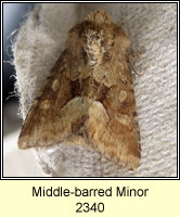 Middle-barred Minor, Oligia fasciuncula