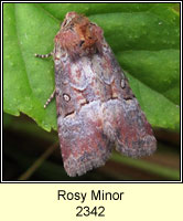 Rosy Minor, Litoligia literosa