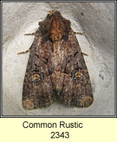 Common Rustic, Mesapamea secalis