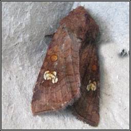 Ear Moth, Amphipoea oculea