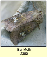 Ear Moth, Amphipoea oculea