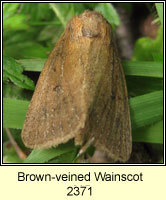 Brown-veined Wainscot, Archanara dissoluta
