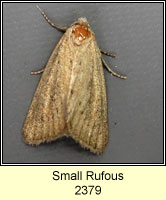 Small Rufous, Coenobia rufa
