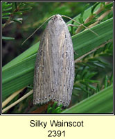 Silky Wainscot, Chilodes maritimus