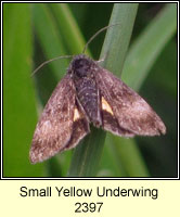 Small Yellow Underwing, Panemeria tenebrata