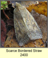 Scarce Bordered Straw, Helicoverpa armigera