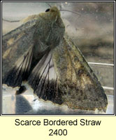 Scarce Bordered Straw, Helicoverpa armigera