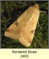 Bordered Straw, Heliothis peltigera