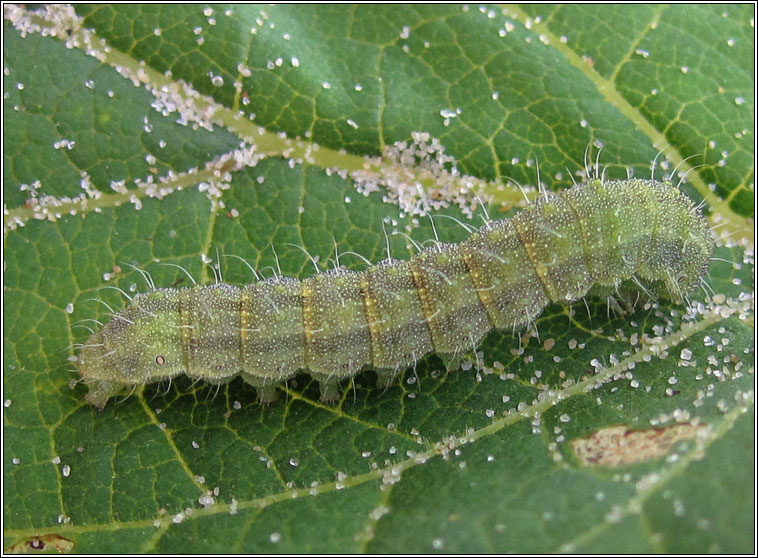 Bordered Straw, Heliothis peltigera, caterpillar