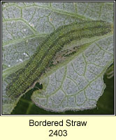 Bordered Straw, Heliothis peltigera