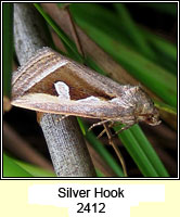 Silver Hook, Deltote uncula