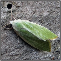 Cream-bordered Green-pea, Earias clorana