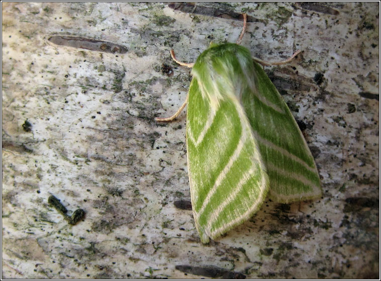 Green Silver-lines, Pseudoips prasinana