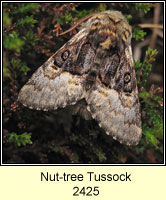 Nut-tree Tussock, Colocasia coryli