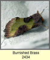 Burnished Brass, Diachrysia chrysitis