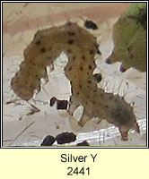 Silver Y, Autographa gamma