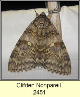 Clifden Nonpareil, Catocala fraxini