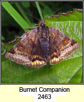 Burnet Companion, Euclidia glyphica