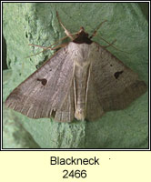 Blackneck, Lygephila pastinum