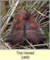 The Herald, Scoliopteryx libatrix