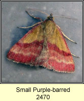 Small Purple-barred, Phytometra viridaria