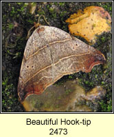 Beautiful Hook-tip, Laspeyria flexula