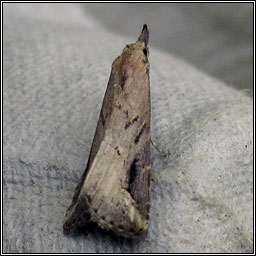 Pinion-streaked Snout, Schrankia costaestrigalis