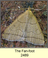 The Fan-foot, Zanclognatha tarsipennalis