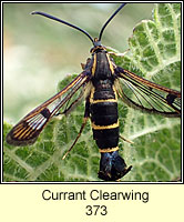 Currant Clearwing, Synanthedon tipuliformis