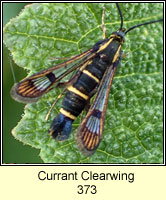 Currant Clearwing, Synanthedon tipuliformis